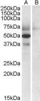 Goat Anti-APOL4 (C Terminus) Antibody