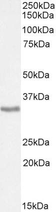 Goat Anti-apolipoprotein L6 (mouse) Antibody