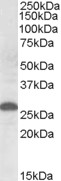 Goat Anti-Apolipoprotein M (mouse) Antibody