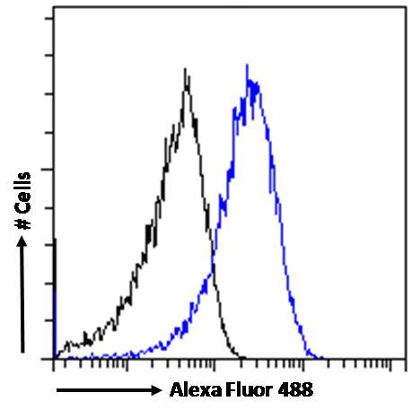 Goat Anti-ARF1 (variants 1-4) Antibody