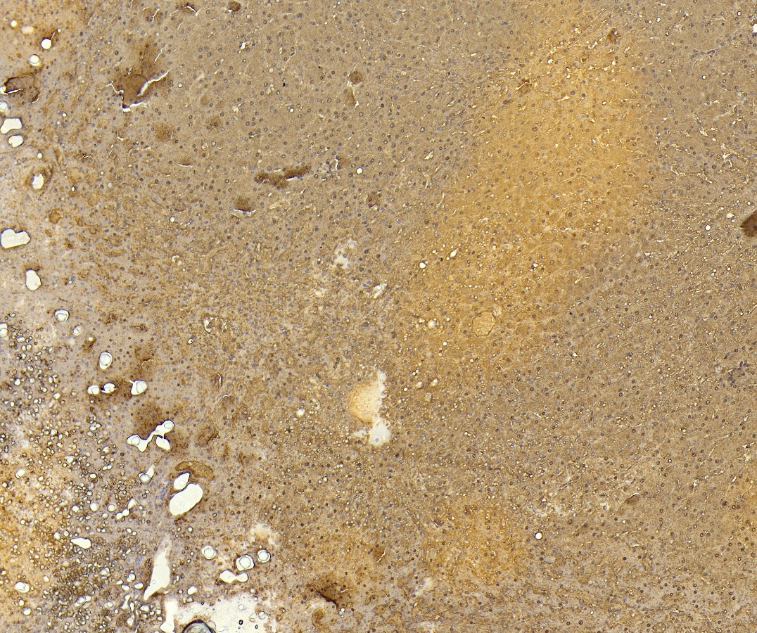 Goat Anti-Arginase I Antibody