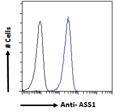 Goat Anti-Argininosuccinate synthetase 1 Antibody