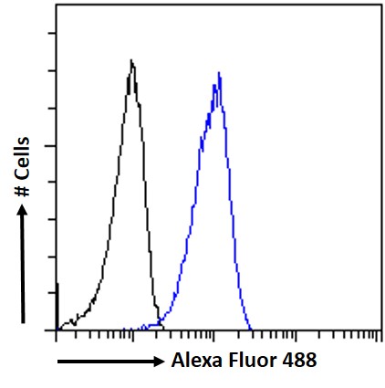 Goat Anti-ARHGDIB Antibody