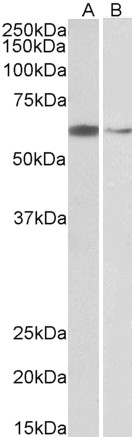 Goat Anti-ARIH2 / TRIAD1 Antibody