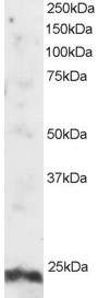 Goat Anti-ARL4A Antibody
