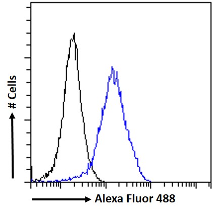 Goat Anti-ARP1 homolog A Antibody