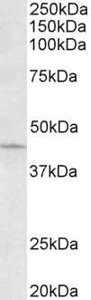 Goat Anti-ARPC1A Antibody