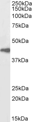 Goat Anti-Arrestin beta 2, Biotinylated Antibody