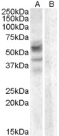 Goat Anti-Arylsulfatase D Antibody