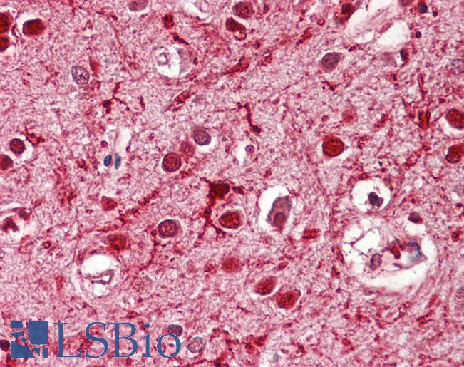 Goat Anti-Ascl3 (mouse) Antibody