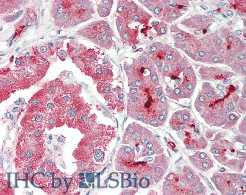 Goat Anti-ASIC1 Antibody