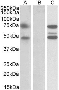 Goat Anti-ASNSD1 Antibody