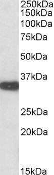 Goat Anti-Aspa (mouse) Antibody