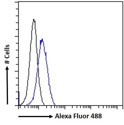 Goat Anti-ATAD5 / FRAG1 Antibody