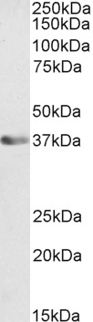 Goat Anti-ATF1 Antibody