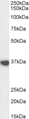 Goat Anti-ATF4 Antibody