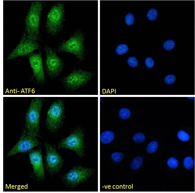 Goat Anti-ATF6 Antibody