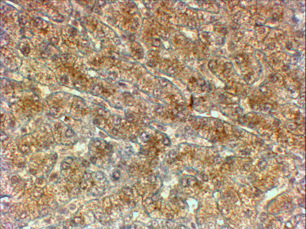 Goat Anti-ATG4A Antibody