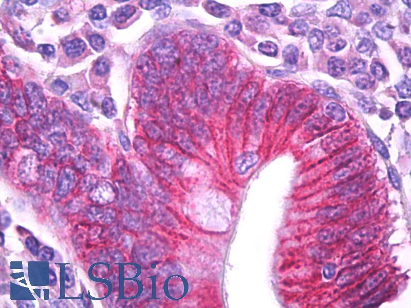 Goat Anti-ATP1B1 Antibody