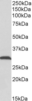 Goat Anti-ATP5C1 (aa27-40) Antibody