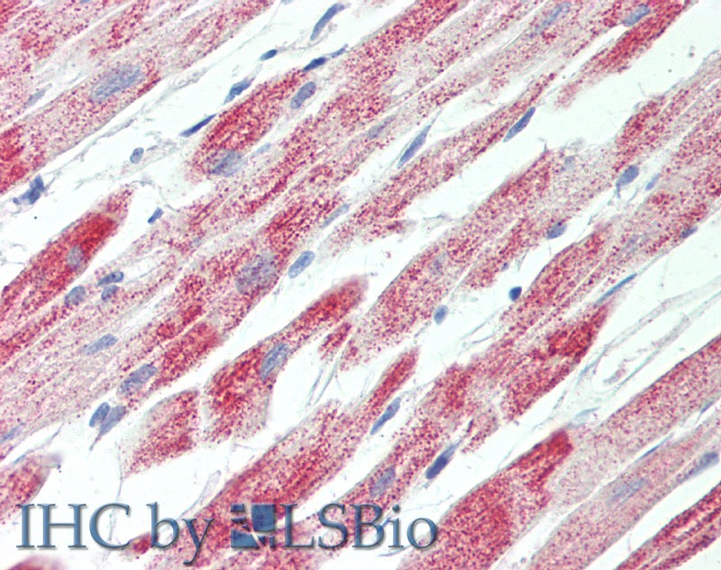 Goat Anti-ATP5C1 Antibody