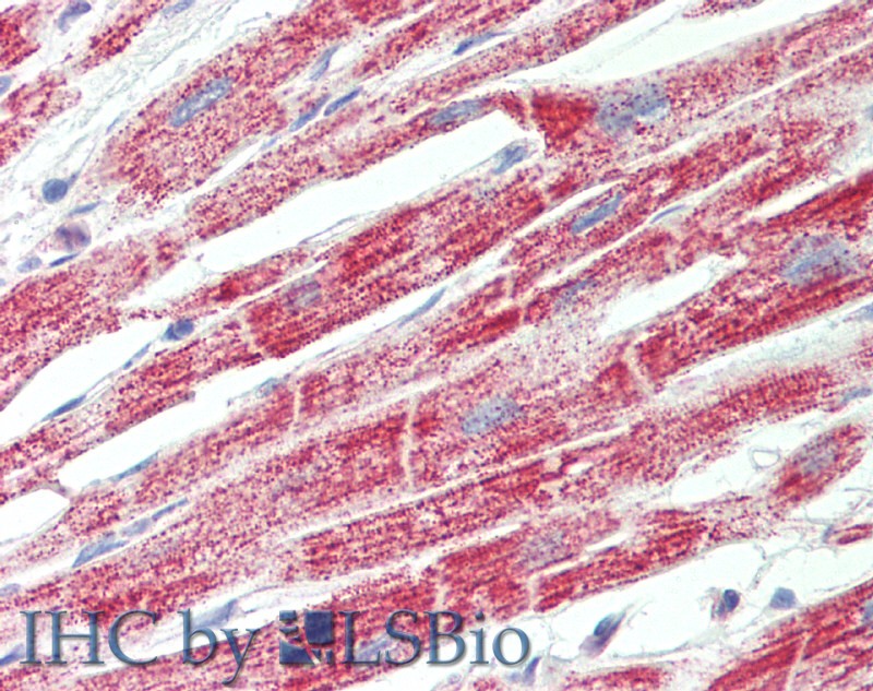 Goat Anti-ATP5F1 (aa142-153) Antibody