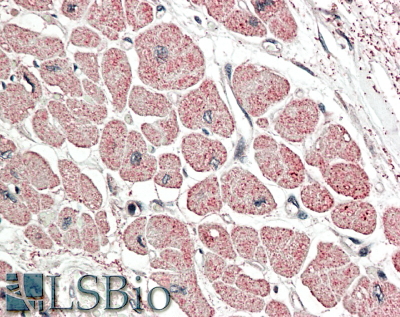 Goat Anti-Atrial natriuretic factor Antibody