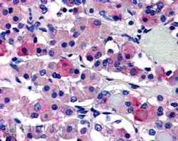 Goat Anti-AVPR1B Antibody