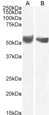 Goat Anti-B7-H3 / CD276 Antibody