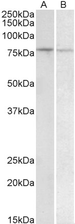 Goat Anti-BACH1 (aa250-263) Antibody