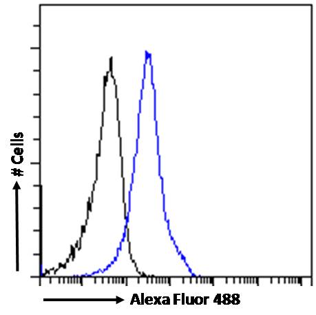 Goat Anti-BAF53A and BAF53B Antibody