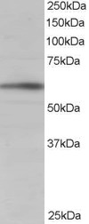 Goat Anti-BAIAP2 (isoform 1) Antibody
