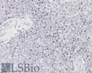 Goat Anti-BAT3 / BAG6 Antibody