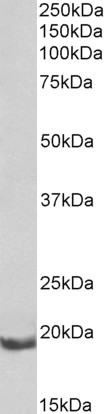 Goat Anti-bcl-2-related protein A1 (rat) Antibody