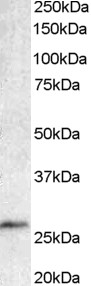 Goat Anti-BCL7A Antibody