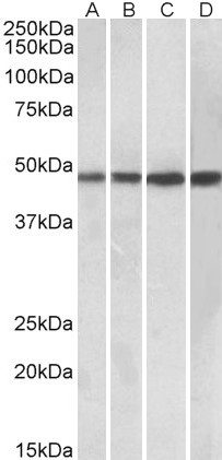 Goat Anti-BEND5 Antibody