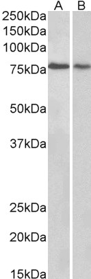 Goat Anti-BERP / RNF22 Antibody