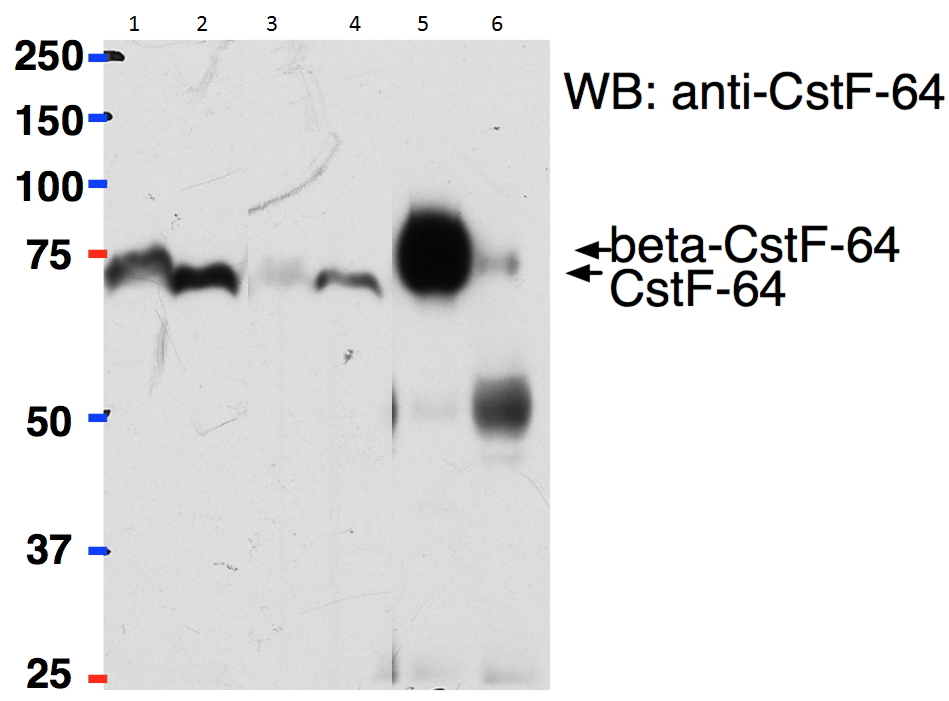Goat Anti-betaCstF-64 variant 1/ betaCstF-64 variant 3 (mouse) Antibody