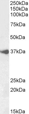 Goat Anti-BHLHE22 (aa128-141) Antibody