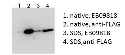 Goat Anti-BICC1 (aa223-234) Antibody