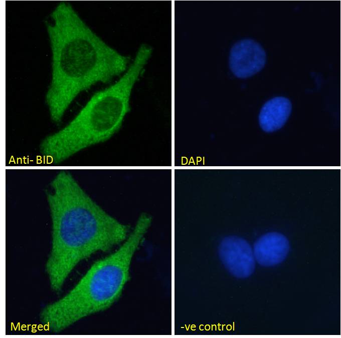 Goat Anti-BID Antibody