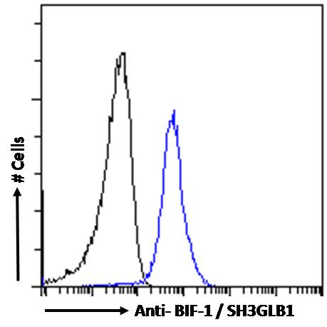 Goat Anti-BIF-1 / SH3GLB1 Antibody