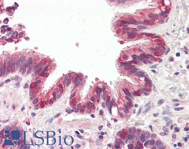 Goat Anti-BIRC6 / Apollon Antibody