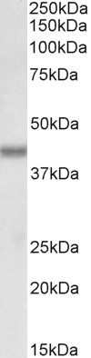 Goat Anti-BMI1 (aa237-251) Antibody