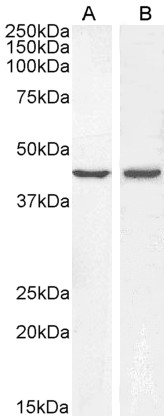 Goat Anti-BMP4 Antibody