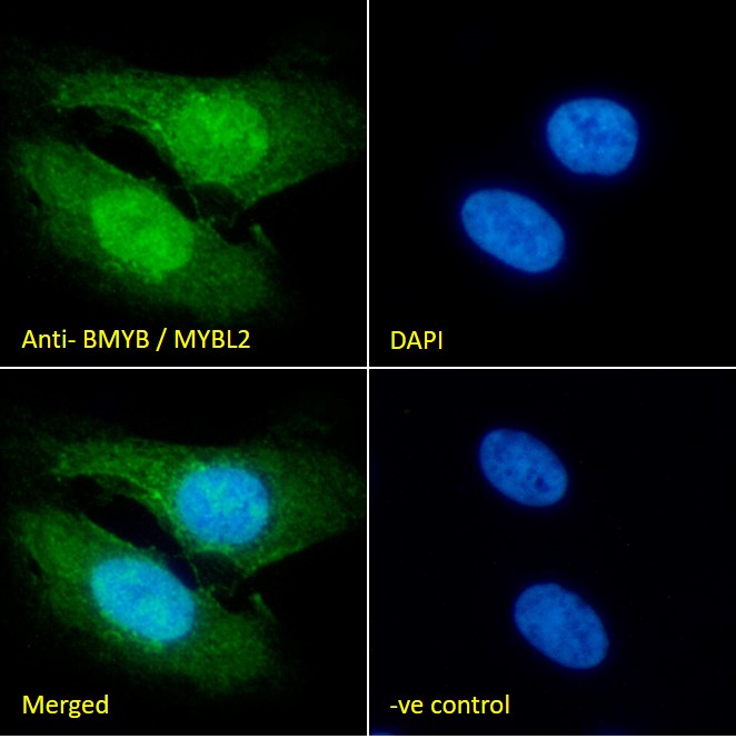 Goat Anti-BMYB / MYBL2 Antibody