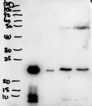 Goat Anti-BPIFA1 / PLUNC Antibody