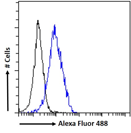 Goat Anti-BRSK2 / STK29 Antibody