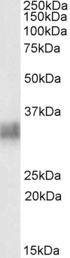 Goat Anti-Tetherin / CD317 Antibody