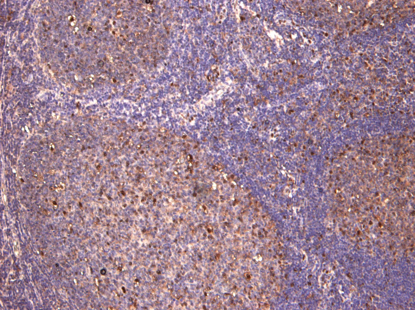 Goat Anti-c-FOS (aa283-295) Antibody
